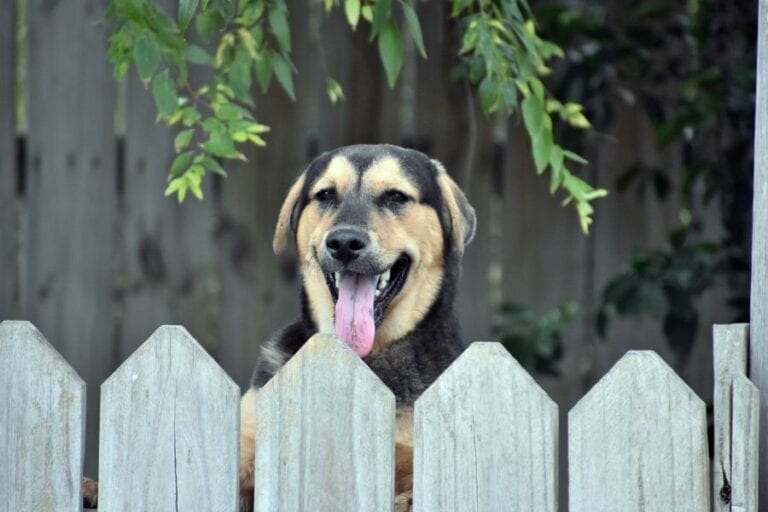 Dog Behind Fence