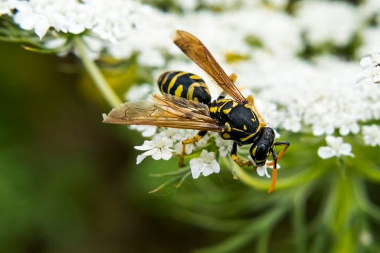 Wasp on Flower