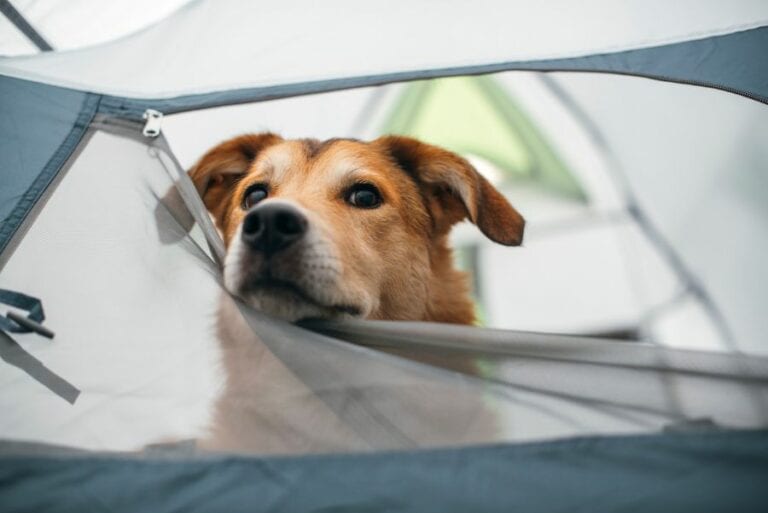 Dog in Tent