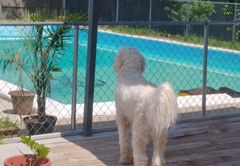 Dog Outside of Pool Fence