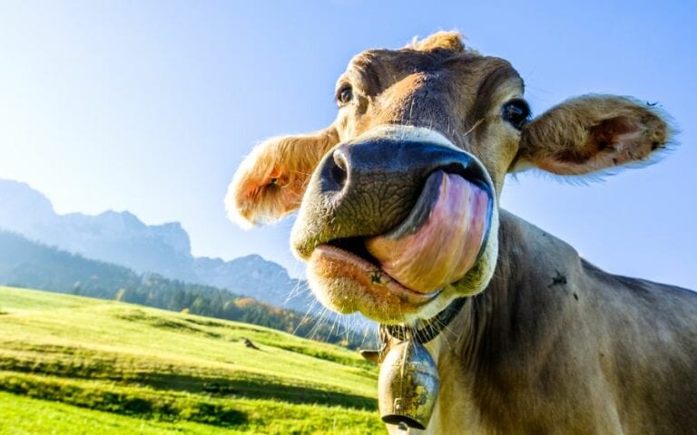 Cow Sticking out Tongue