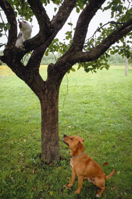 How to Keep Your Neighbor’s Dogs Out of Your Yard My Backyard Life