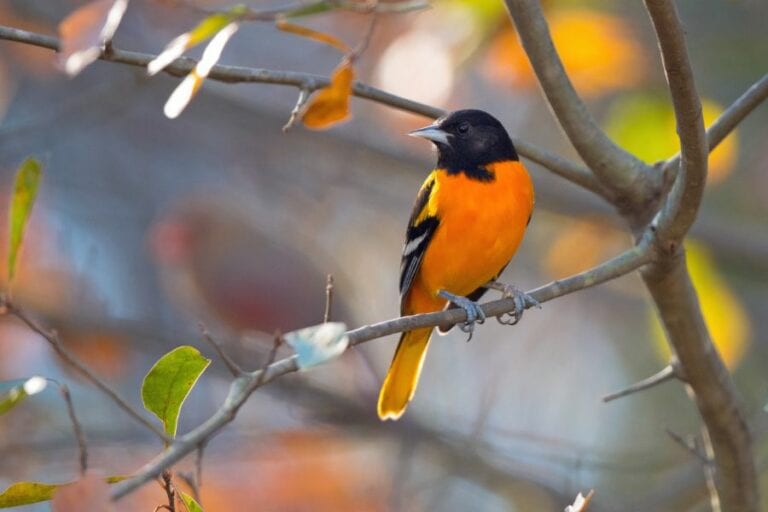 Baltimore Oriole Perched on Tree