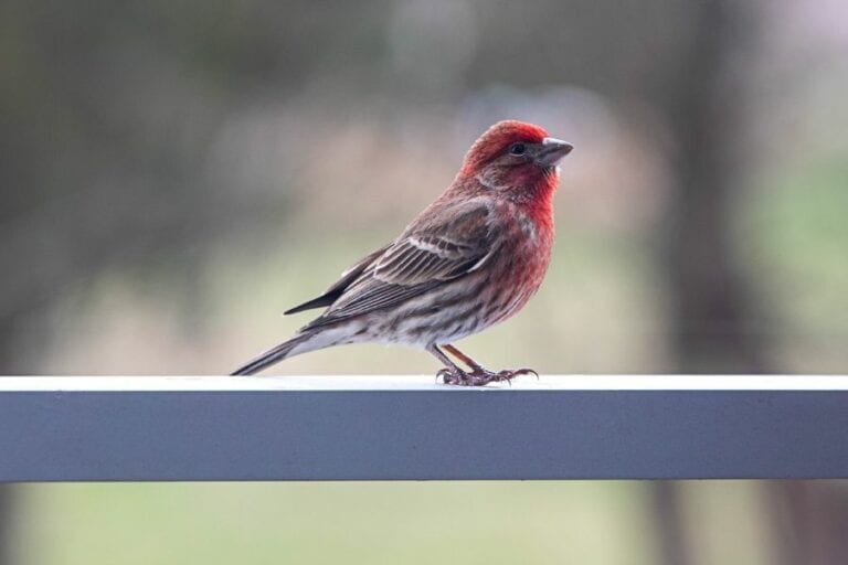 Finch