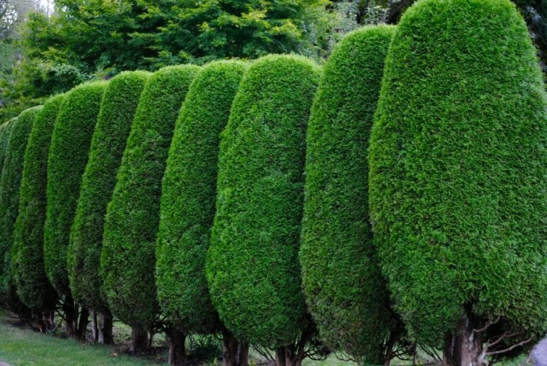 Privacy Hedge