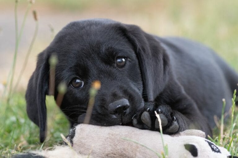 Young Black Lab