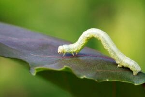 What Do Inchworms Eat? (And How to Control Their Population) - My