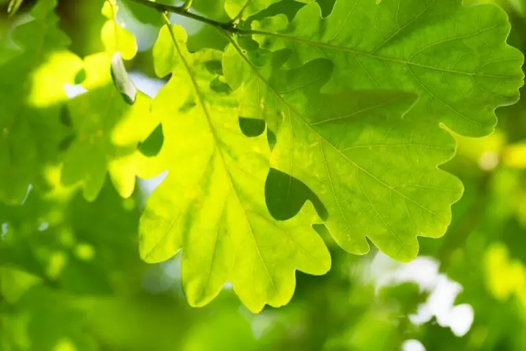 Oak Leaves