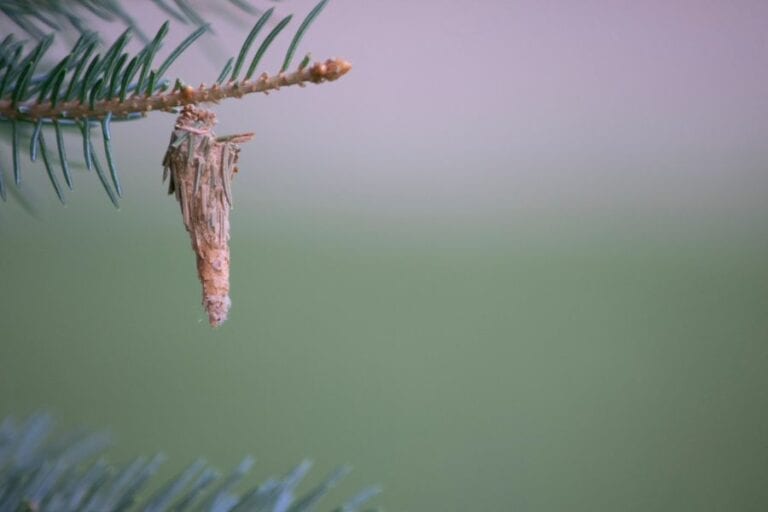 Bagworms