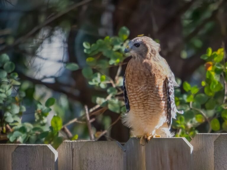 Hawk Sitting on Fence