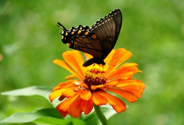 Butterfly on Zinnia