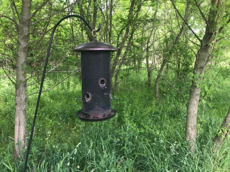 Bird Feeder