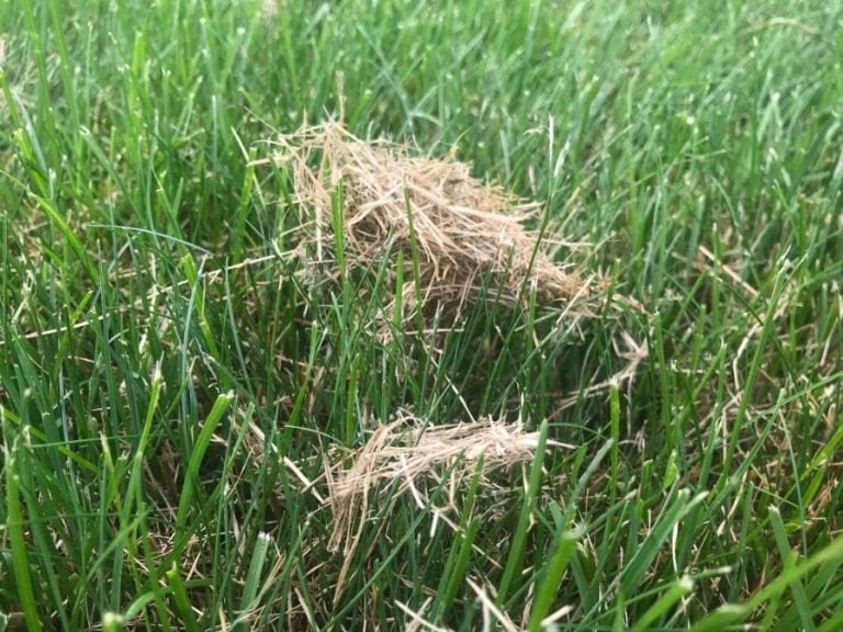 Grass Clippings