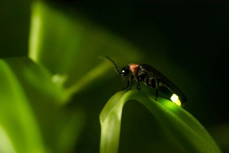 7 Proven Ways to Bring the Glow of Fireflies to Your Yard - My Backyard ...