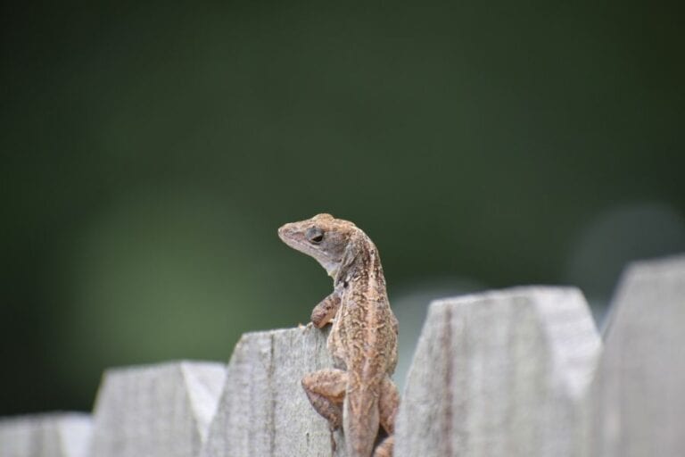 Lizard on Fence