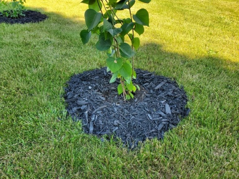 Mulch Around Plant