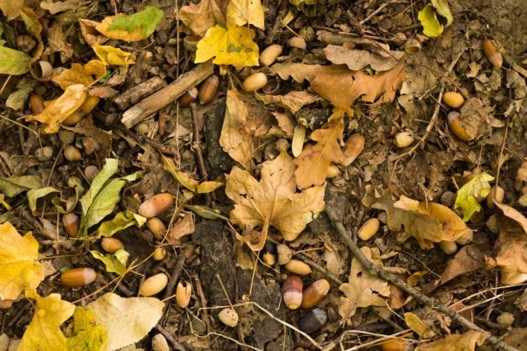 Fallen Acorns
