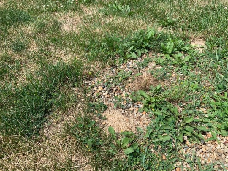 Rocks in Yard