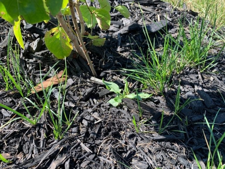Weeds Growing Through Mulch