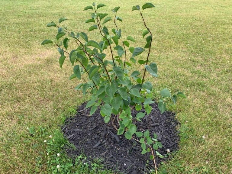 Bush with Mulch