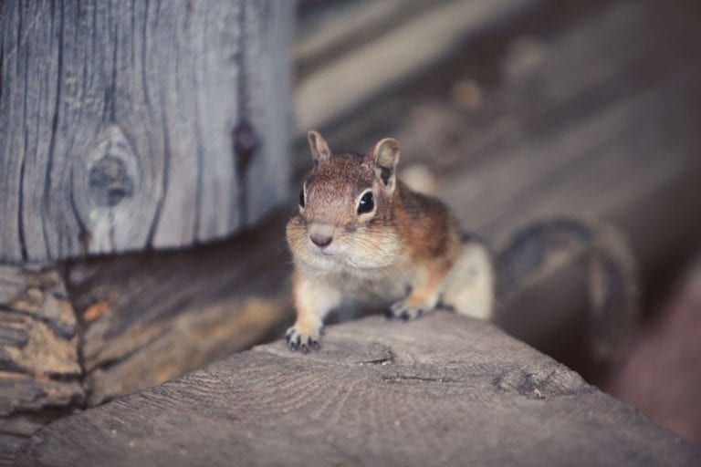 Chipmunk