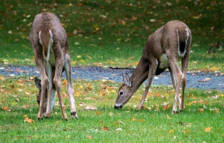 Deer Eating