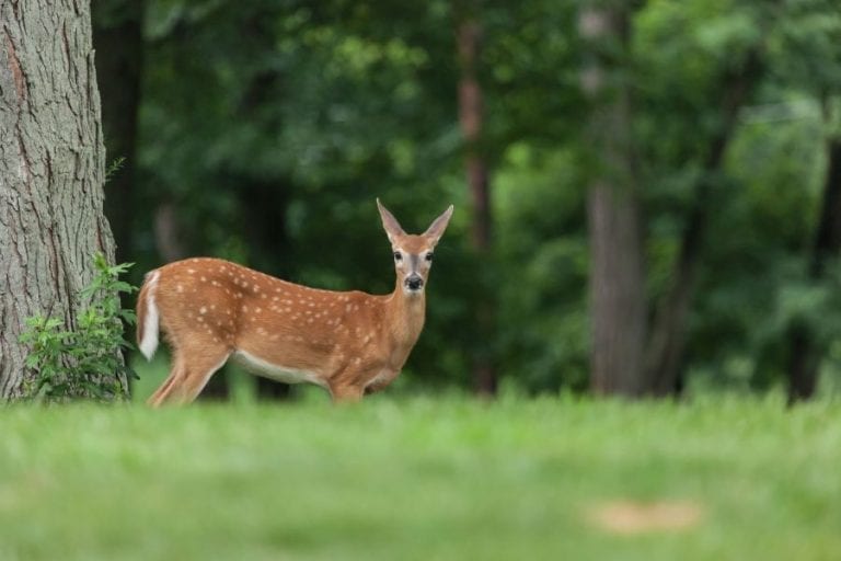 Deer in Yard