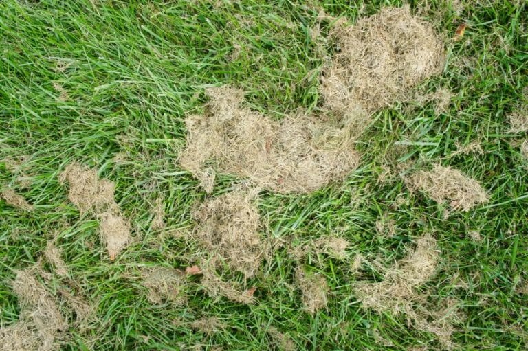 Grass Clippings on Lawn