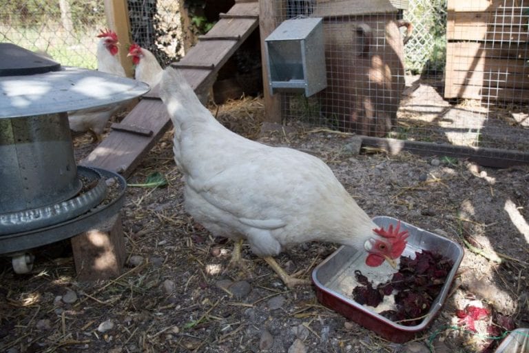 Chicken Coop