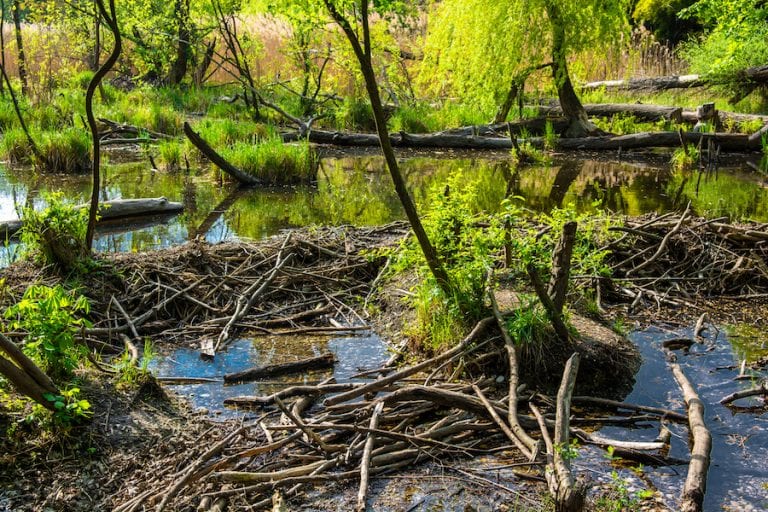 Beaver Dam