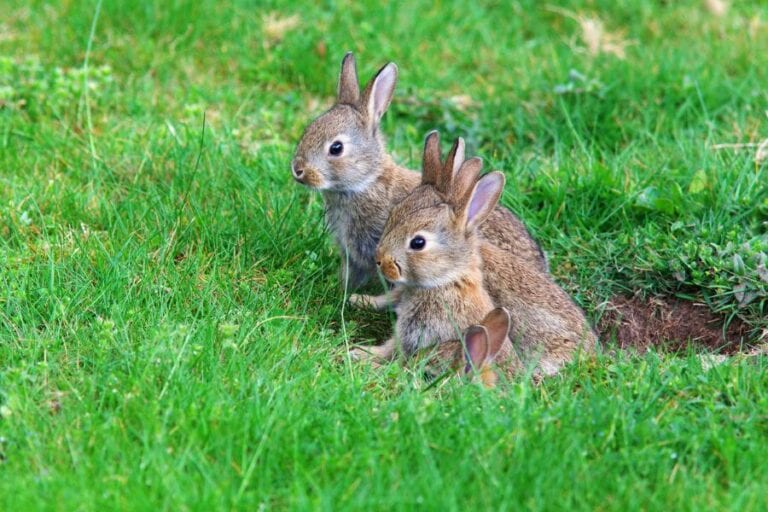Rabbits Near Hole in Yard