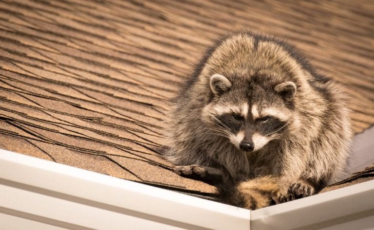 Raccoon on the Roof