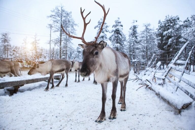 Reindeer