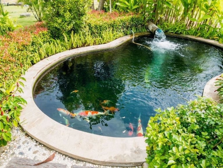Koi Pond