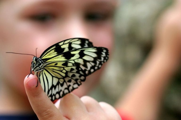 Butterfly on Hand