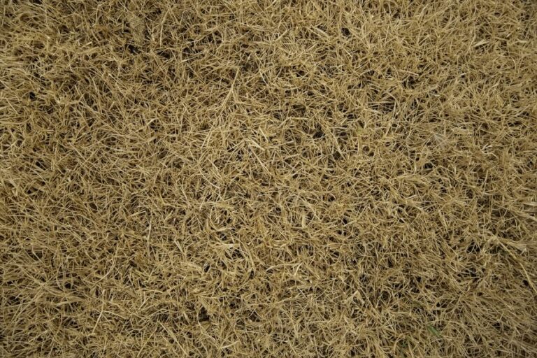 Why Is My Grass Turning White? (2 Causes to Consider) My Backyard Life