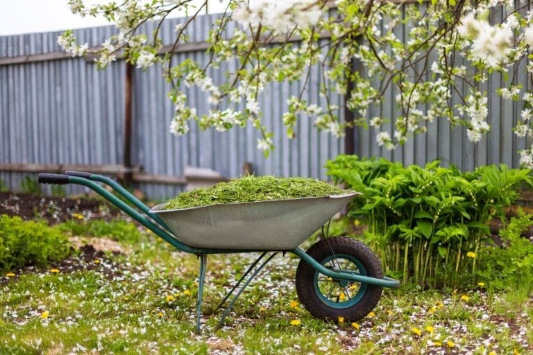 Grass Clippings