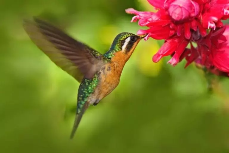 Hummingbird