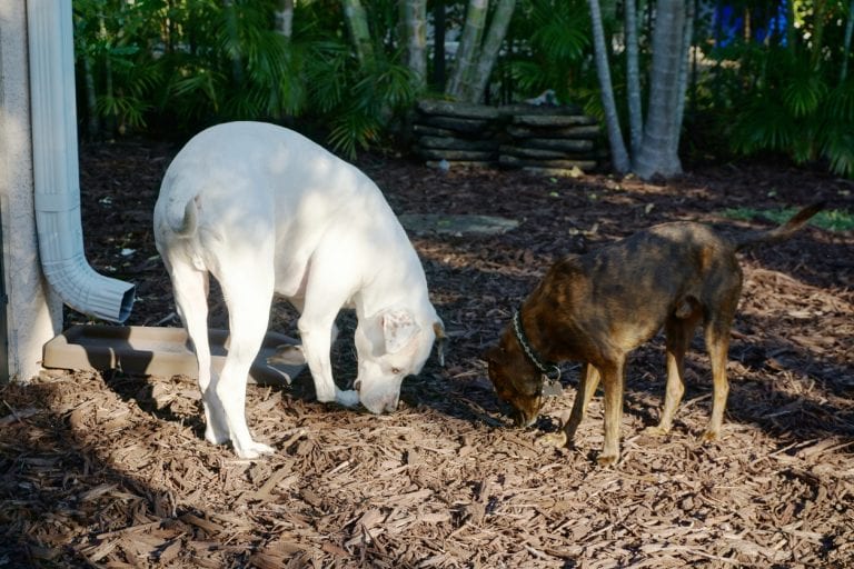 Dogs Near Mulch