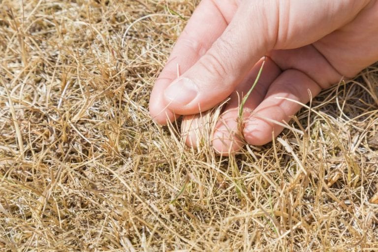 Dry Grass