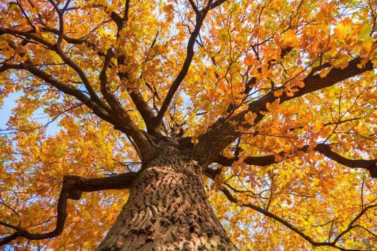 Oak Tree