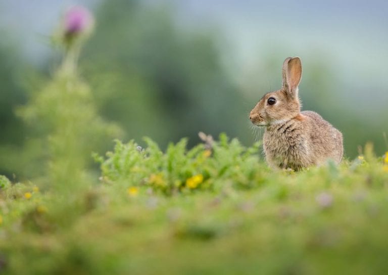 Rabbit Sitting in Meadow