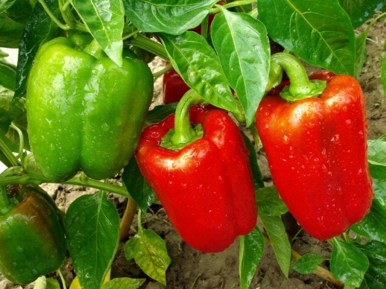 Pepper Plant