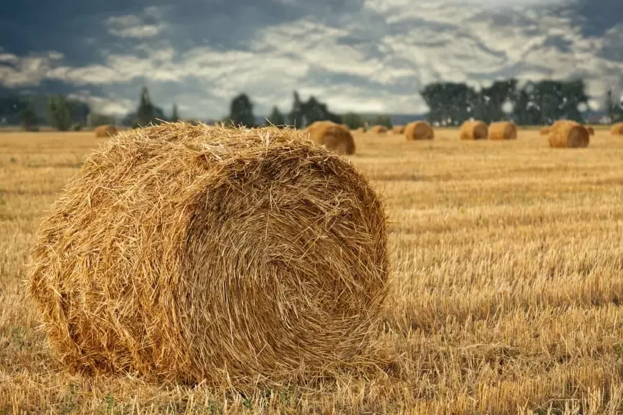 Wheat Straw Roll