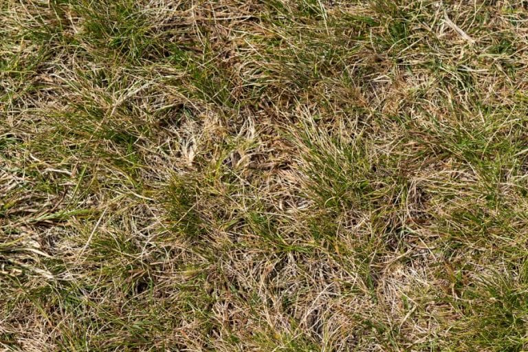 Brown Grass