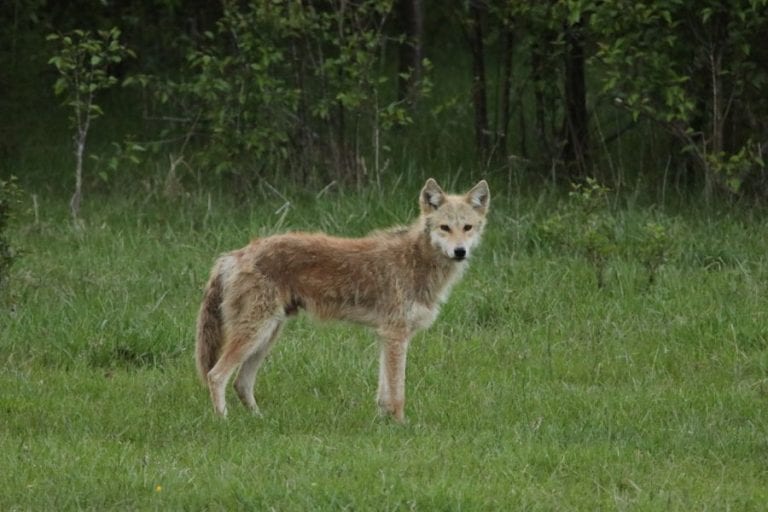 Coyote in Field