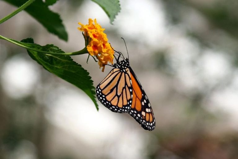Monarch Butterfly
