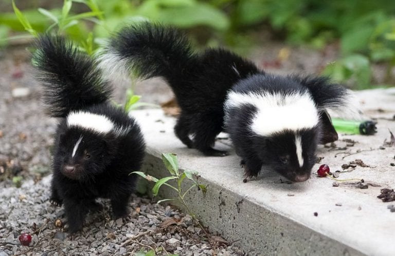 Skunks Near Base of Shed