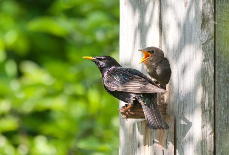 Starlings