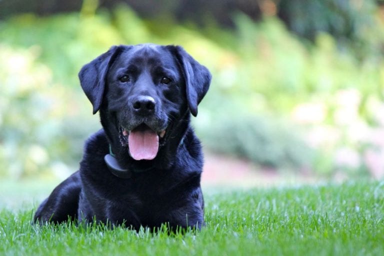 Dog in Yard